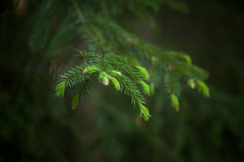 Иголкиphoto preview