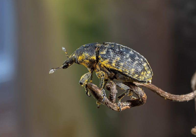 насекомые, жук-слоник, долгоносики, вредители, hylobius abietis, сосновый жук Большой сосновый долгоносикphoto preview