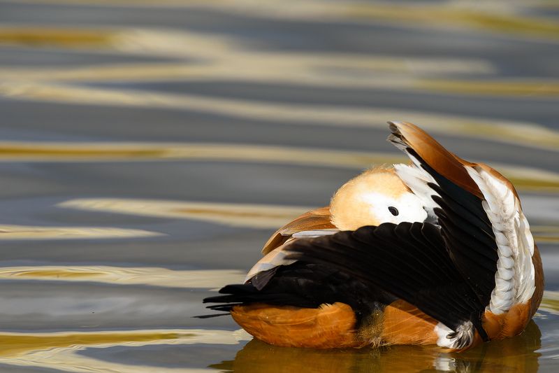 Огарьphoto preview