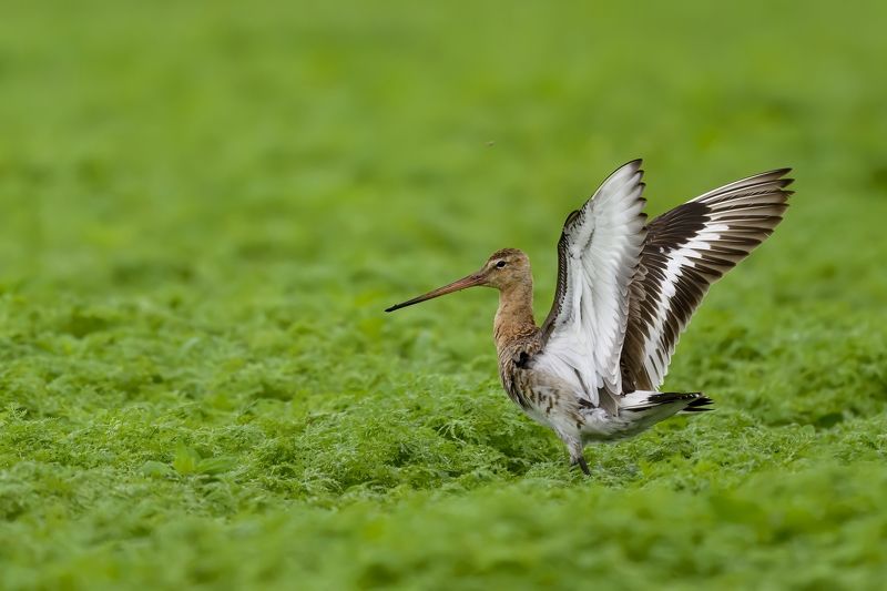 Веретенникphoto preview