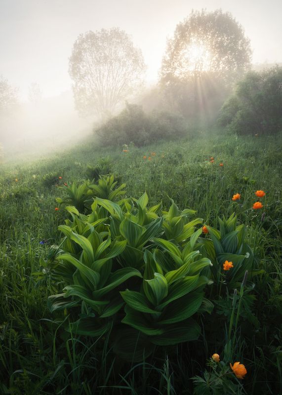 алтайский край, алтайский район, холмогорье, предгорья, алтайское холмогорье, начало лета, чемерица, огоньки, роса, туман, утро, утренний пейзаж, алтайское лето Встречая лето фото превью