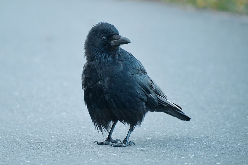 ворон, птицы, птенец, слёток, бердвотчинг, анималистика, дикий животный мир, birds, birdwatching, animals, wildlife Воронёнокphoto preview