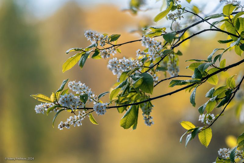 черёмуха, весна, май, первая зелень, лес, лесная река, мещёра, рязанская область. Про лесную черёмухуphoto preview
