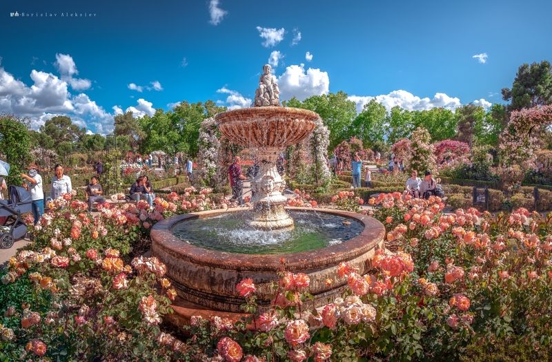 roses,garden,travel,exterior,pink,blue,red,yellow,plant,flowers, Roses фото превью