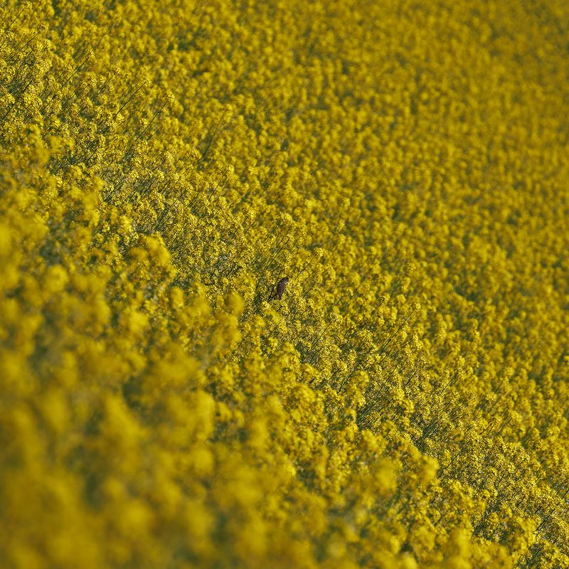 Крылатый в рапсе фото превью