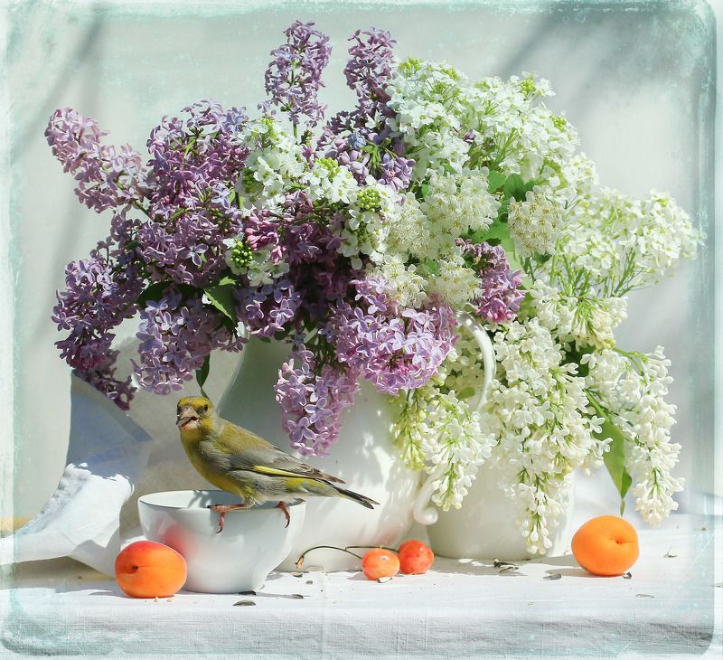 Сирень и прочиеphoto preview