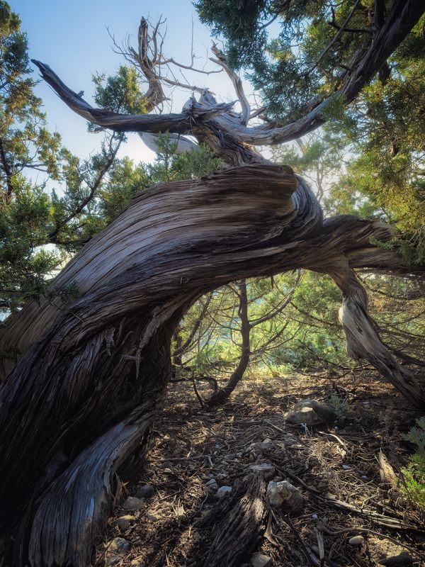 крым, сосна, новый свет Изгибыphoto preview