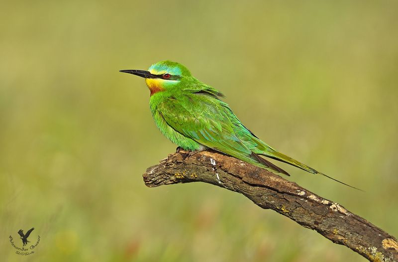 зелёная щурка. На отдыхе.photo preview