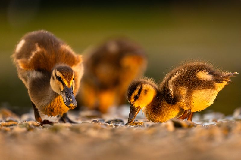 Ducklingsphoto preview