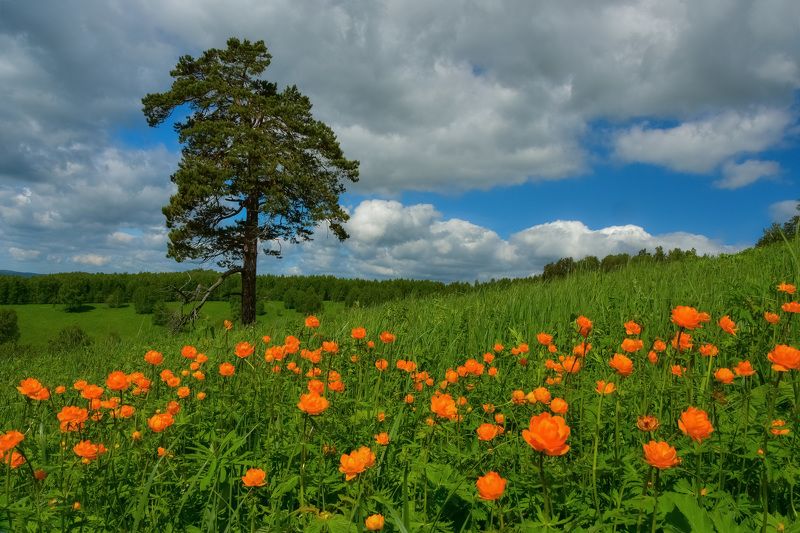 россия, кузбасс, июнь, пейзаж, сосна, луга, цветы, сибирские огоньки Одинокая сосна, цветущая на лугуphoto preview