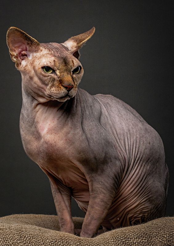 кот, коты, животные, сфинкс, портрет ***photo preview