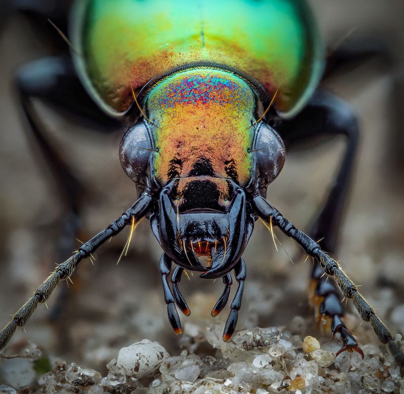 Poecilus versicolorphoto preview