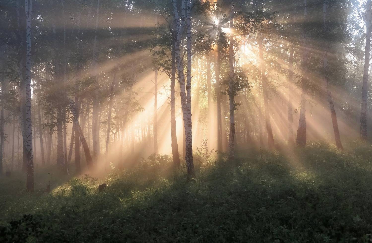 Льется свет. Автор: Фомина Марина утро, сибирь, торгашинский хребет,туман, солнечный свет, Фомина Марина