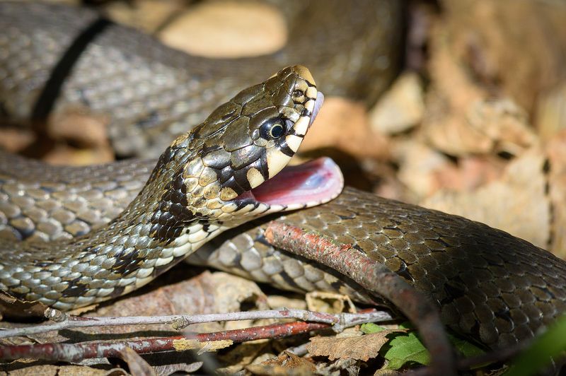 #змея #уж #grasssnake #snake Ужphoto preview