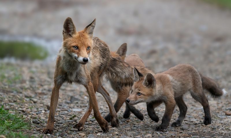 wildlife, лисы, Будь осторожна, цветphoto preview