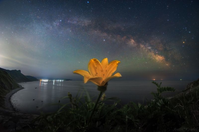 ночь, млечный путь, лилейник, цветы, приморье, дальний восток, звезды Кульминация жизниphoto preview