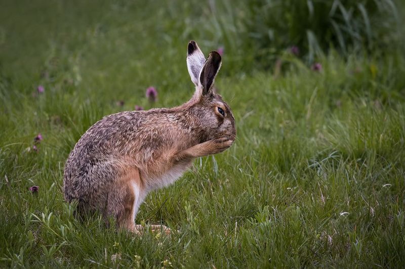Animal, wildlife, hare, wildlifephotography The European Harephoto preview