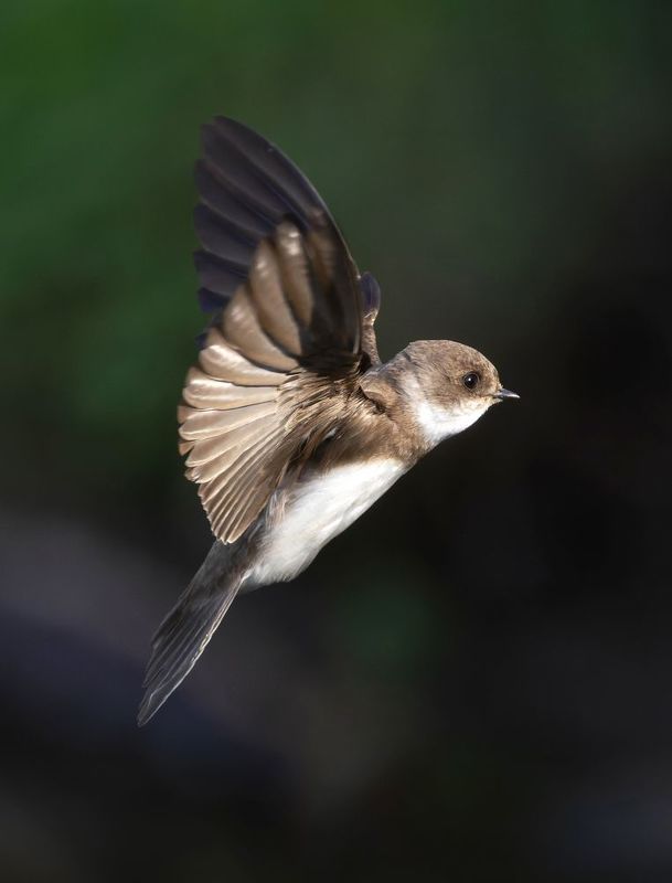 береговая ласточка, фото птиц, птицы Береговая ласточка.photo preview