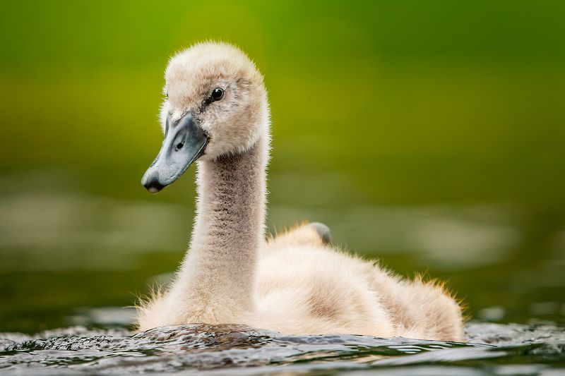 bird, wildlife, mute, swan, nature Young swanphoto preview