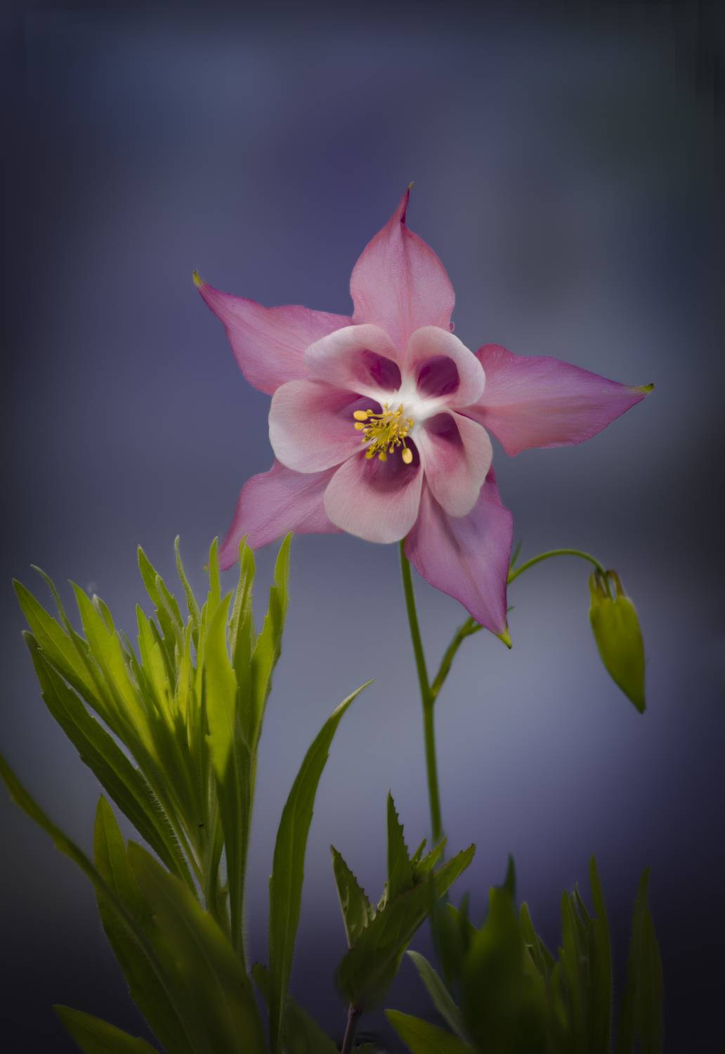 Автор: Черновол Валентин , Черновол Валентин