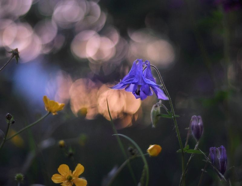 аквилегия, водосбор Летний вечерphoto preview