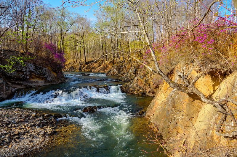 весна, вечер, ррудная, рододендрон даурский Весна. Багульник зацвел...photo preview