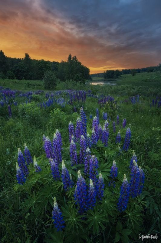 Люпиныphoto preview