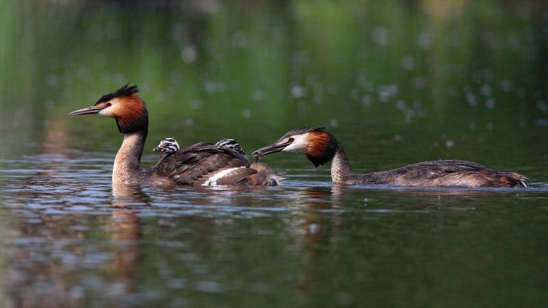 чомга, большая поганка, podieps cristatus, great crested grebe Рыбку за папу, рыбку за мамуphoto preview