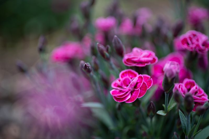 гвоздика яблоня май цветение жасмин цветы макро Цвет маяphoto preview