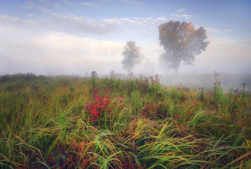 Травы высокиеphoto preview