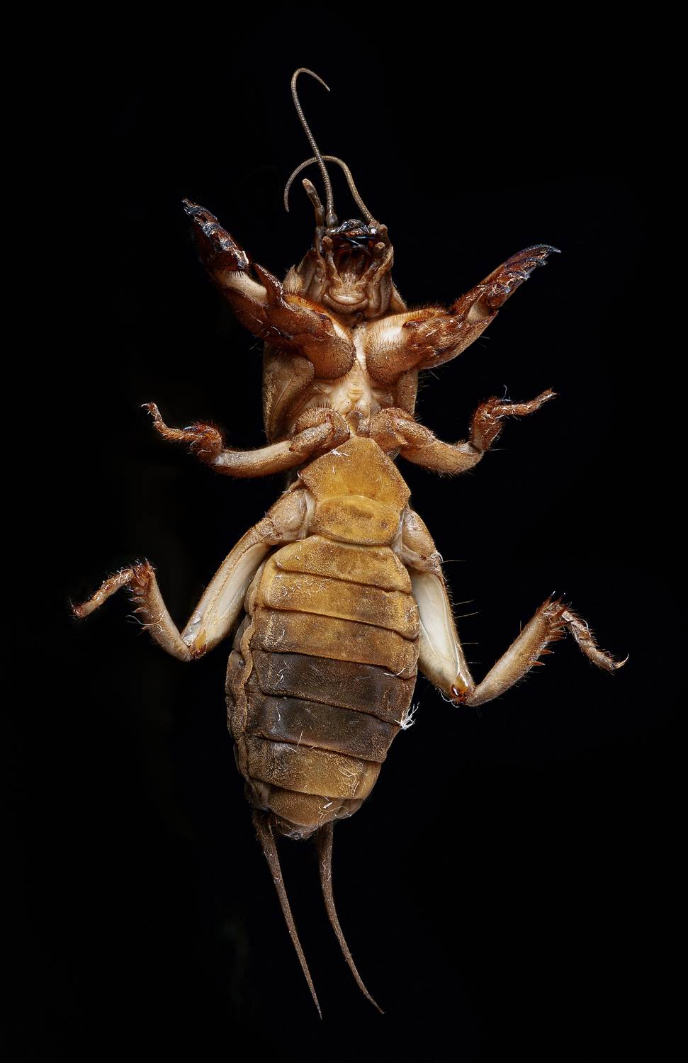 капустянка, медведев, насекомые, жук, макро, пузико, Дёгтев Евгений