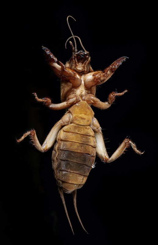 капустянка, медведев, насекомые, жук, макро, пузико ***photo preview