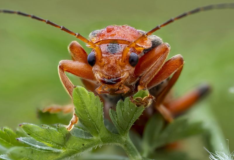 Cantharis rusticaphoto preview