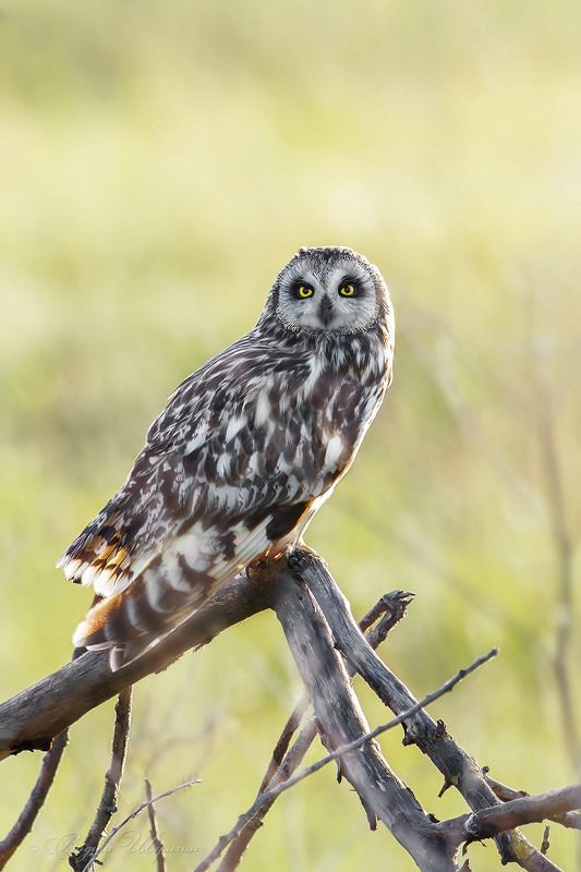 Болотная соваphoto preview