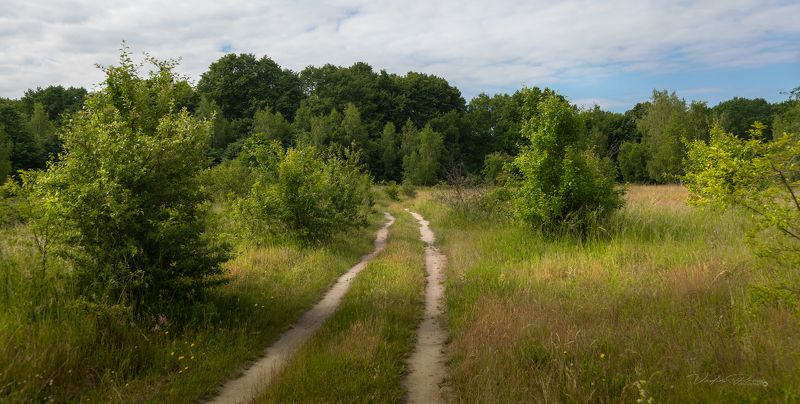 поле, лес, пейзаж, фотография, Калининградская область, небо, природа, деревья, Свирин Вадим, 2024, field, forest, landscape, photography, Kaliningrad region, sky, nature, trees, Vadim Svirin Дорога в лес.photo preview