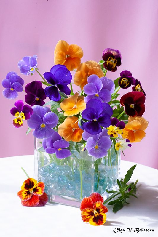 букет, натюрморт, цветы Анютины глазкиphoto preview