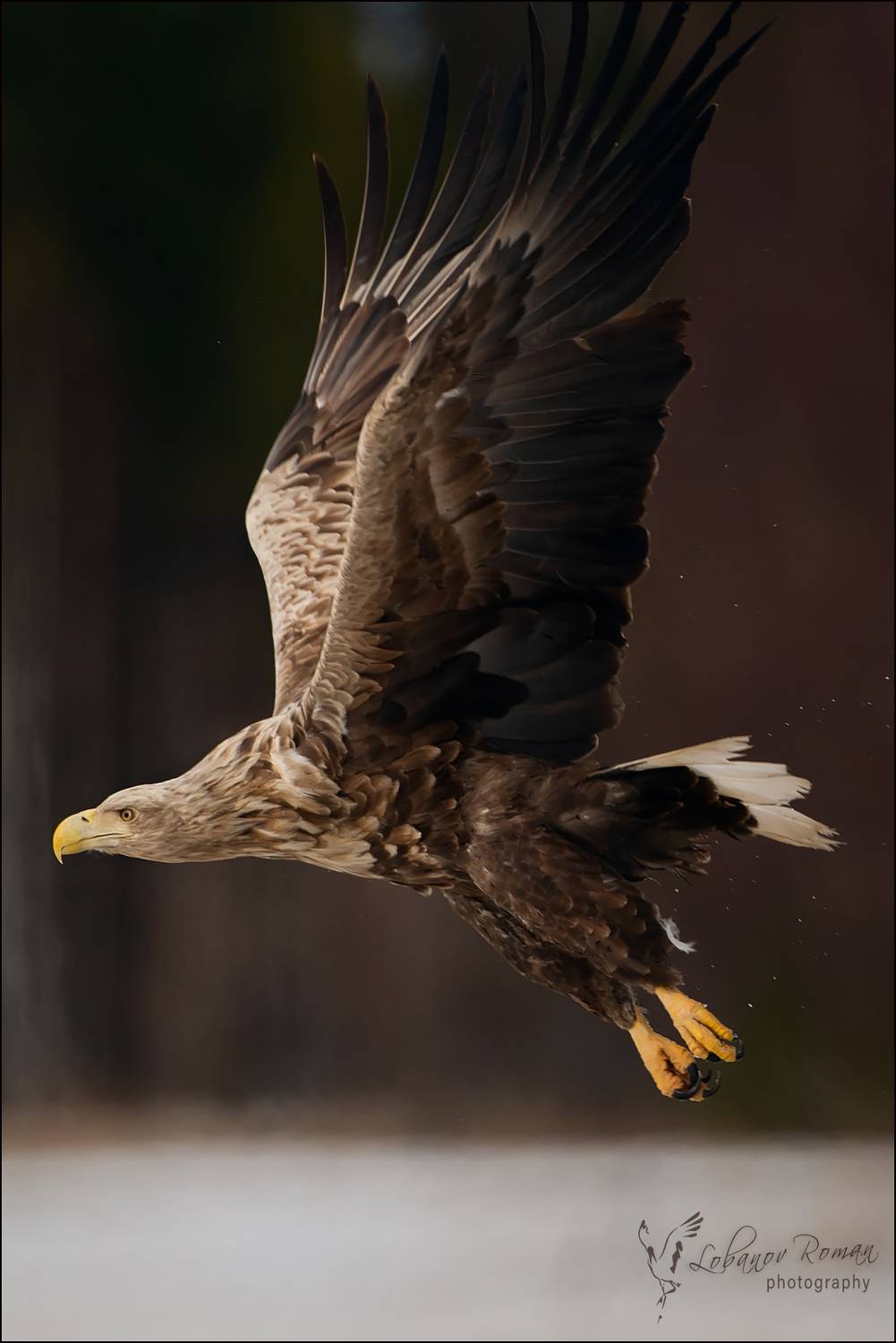 * * *. Автор: Лобанов Роман , Лобанов Роман
