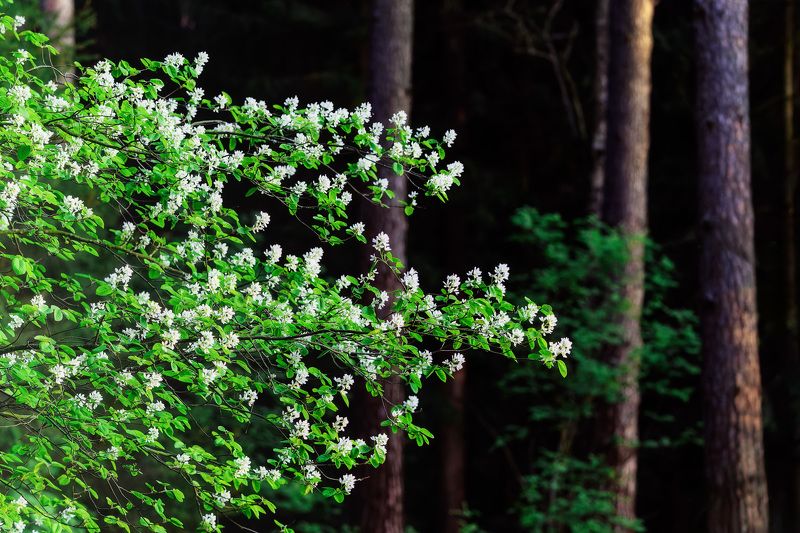 Цветёт фото превью