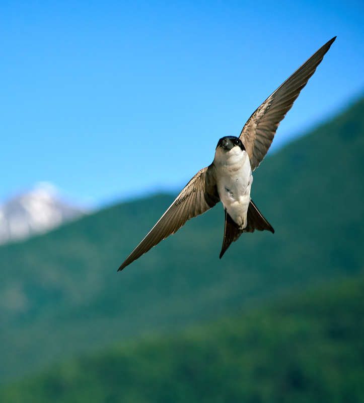 Городская ласточка Выше горphoto preview