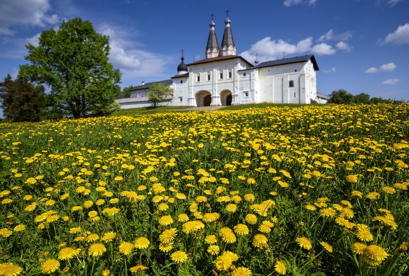 ферапонтово, весна, май, одуванчики Радость весныphoto preview