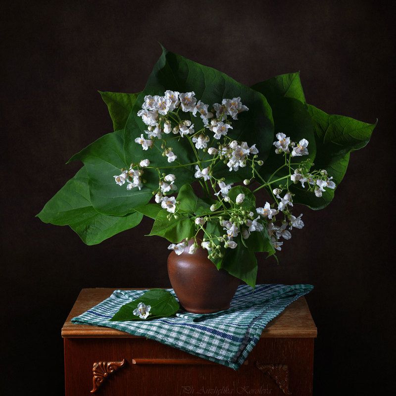 катальпа,,photo preview