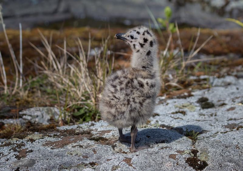 чайка птенец птица потомство природа весна А я уже один гуляю!photo preview
