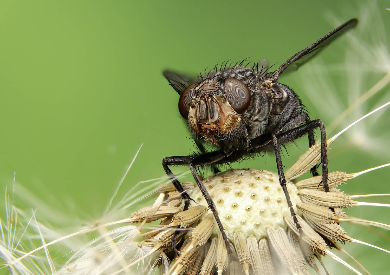 макрофото, макрофотографии, фотомакро, насекомые, макромир, макрофотограф, макроаддикт, макро_мир, naturelovers, naturelover, naturephotography, macrolove, macro_love, biodiversity, macrophotography, macro, macronature, entomology, arthropods, arthropod, ,  Stephane