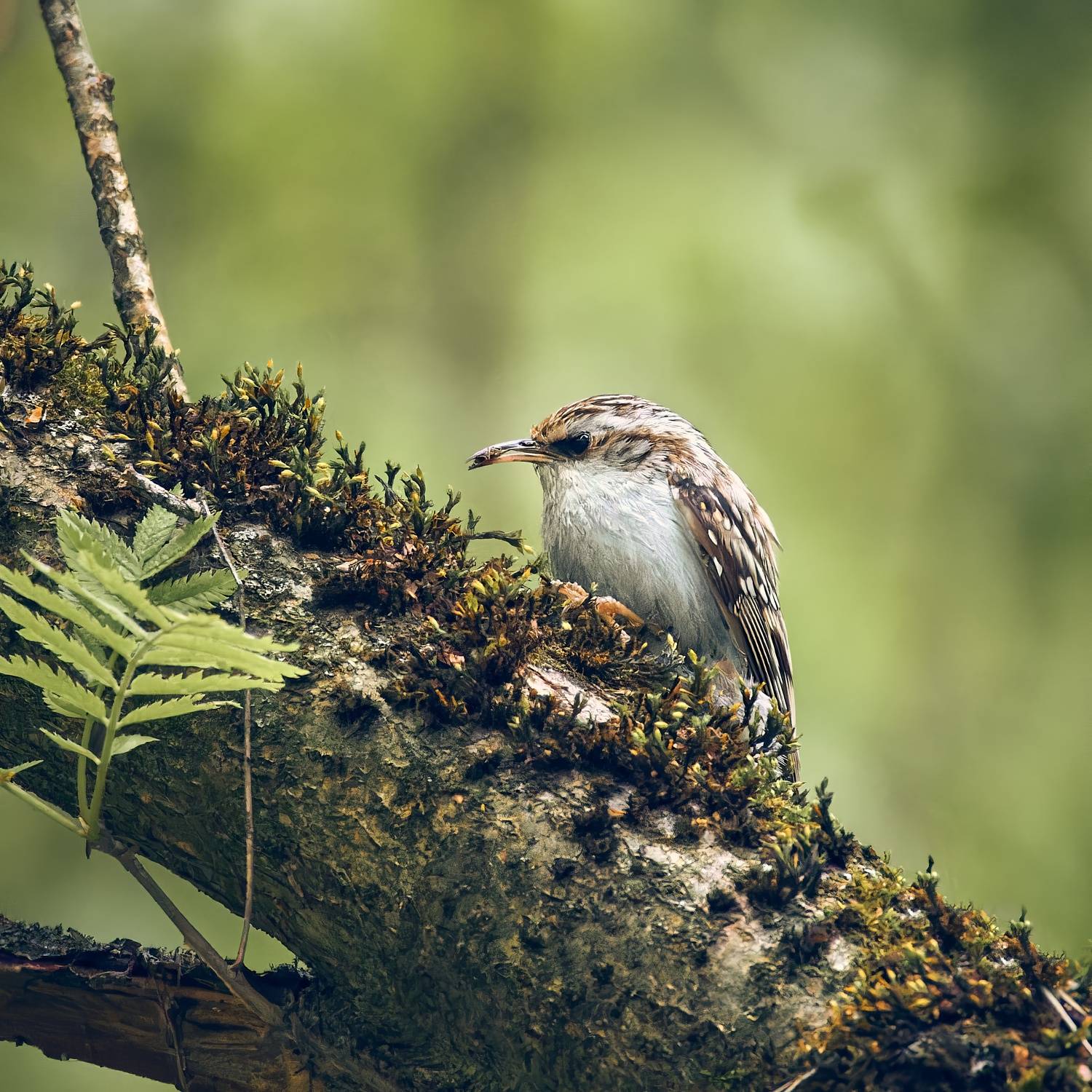 Пищуха. Автор: Mikhail Khmelevskiy Пищуха птица, Mikhail Khmelevskiy