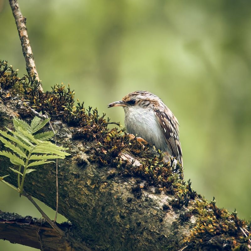 Пищуха птица Пищухаphoto preview