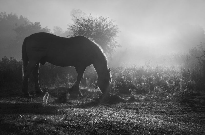 утро, рассвет, лошадь, луг, природа В утренних лучахphoto preview