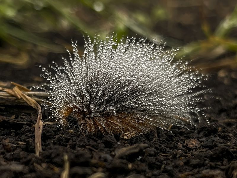 Гусеница в росеphoto preview