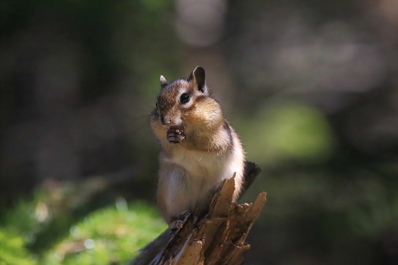 бурундук Таёжныйphoto preview