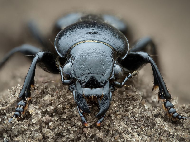 Broscus cephalotesphoto preview