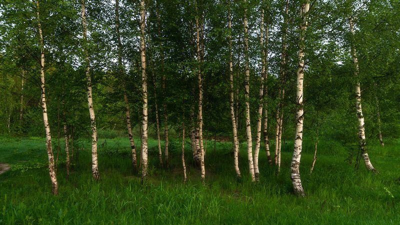 березкиphoto preview